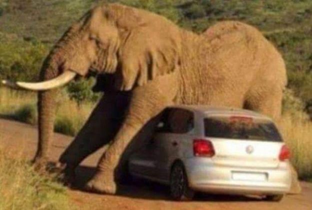 Elefante cansado