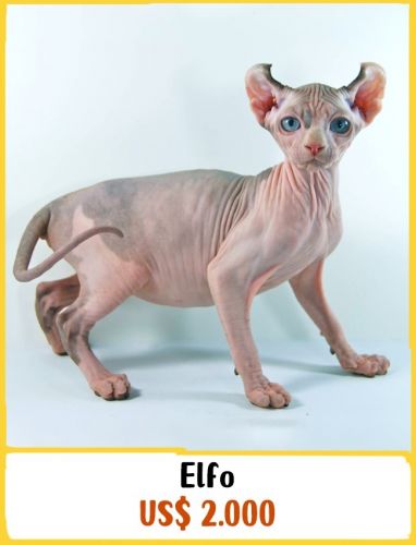 Elfo