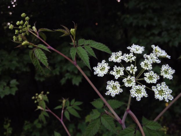 Cicuta maculata