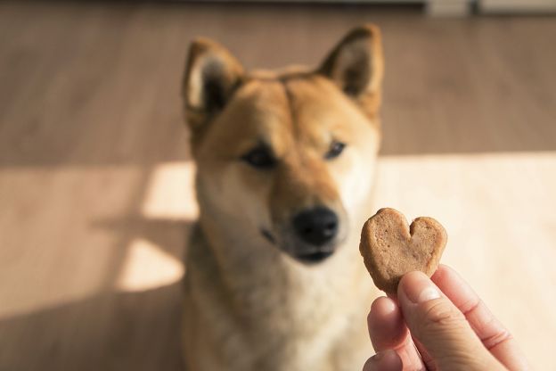 Foto com animal de estimação