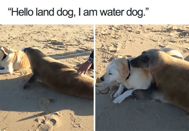 Olá cão da terra, eu sou o cão da água, mas podemos ser bons amigos