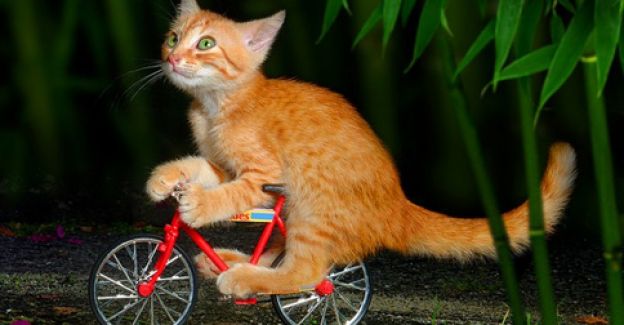 Gato ciclista