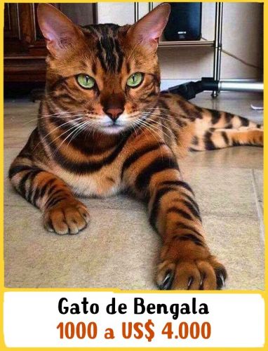 Gato de Bengala