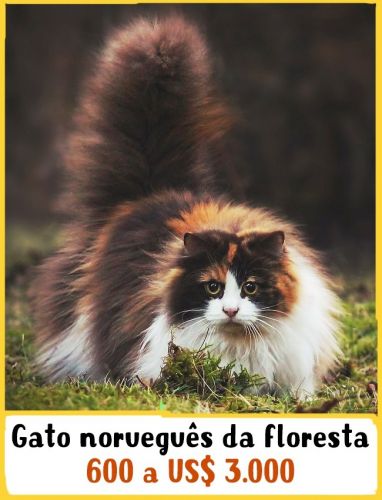 Gato norueguês da floresta