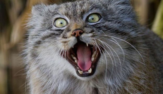 4. Manul ou Gato-de-Pallas