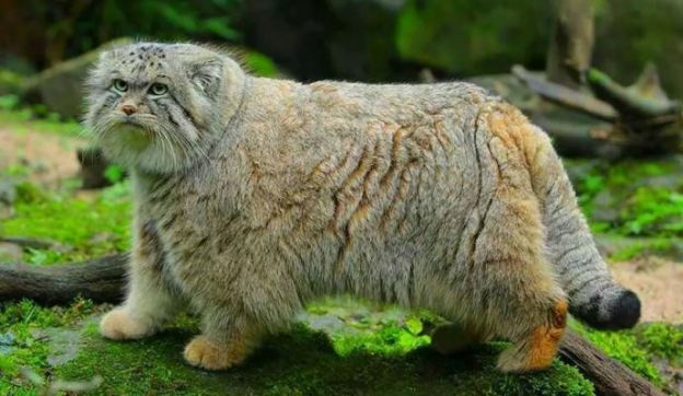 5. Manul ou Gato-de-Pallas