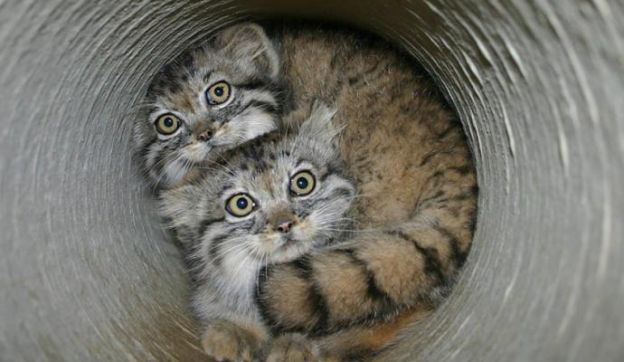 7. Manul ou Gato-de-Pallas