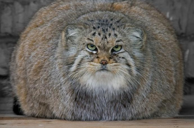 6. Manul ou Gato-de-Pallas