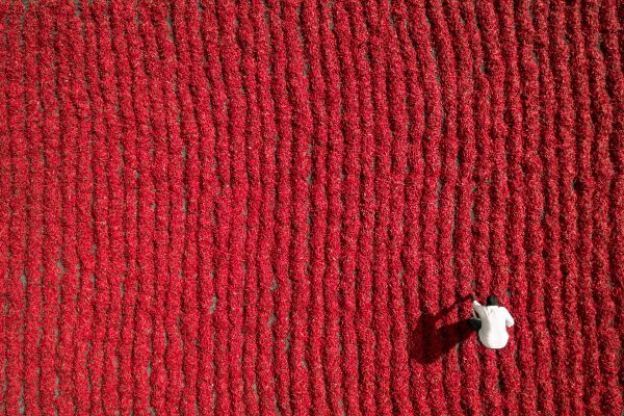 Agricultor de pimentão vermelho, Guntur, India