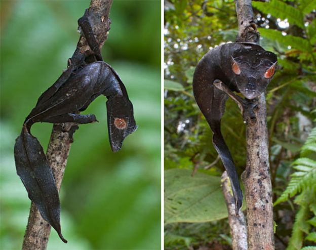 Lagarto Satânico tem o olhar do mal