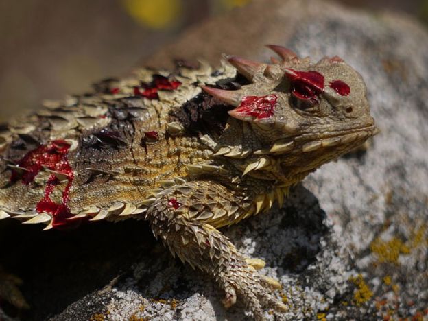 Lagarto Horned seria cobiçado por qualquer vampiro