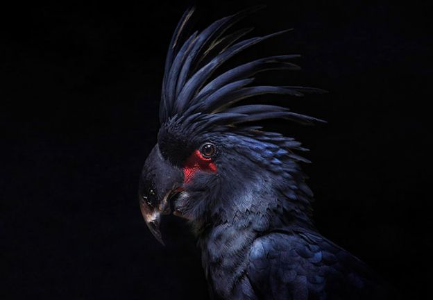 Cacatua de poucos amigos