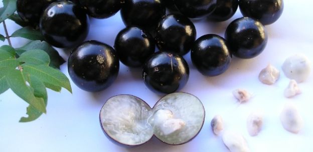 Jabuticaba