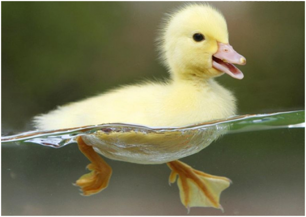 Cabelos humanos ou penas de pato