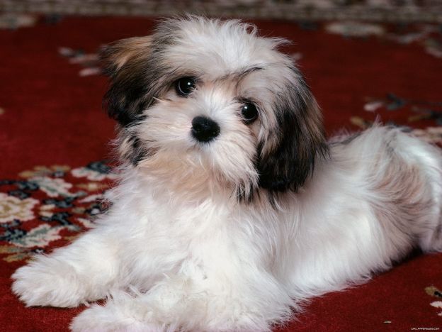 6ª - lhasa apso: