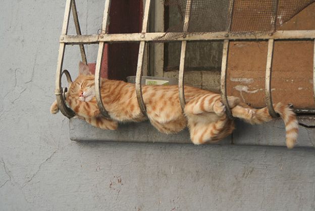 17 - Gatinho tomando ar fresco, enquanto dorme na grade