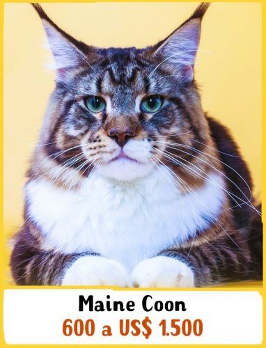 Maine Coon