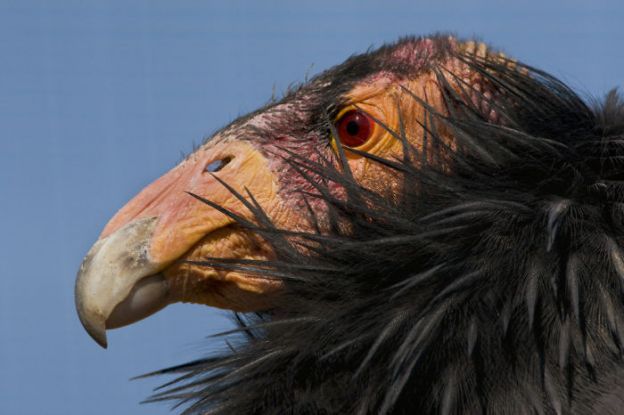 O Condor da Califórnia nasceu pra ser metal