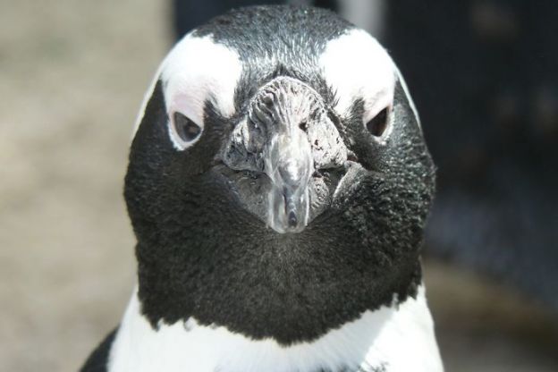 Os caras do Queen se inspiraram nesse Pinguim