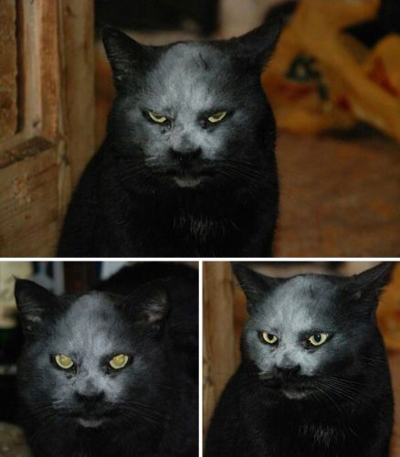 O Gato Preto exagerou no pó compacto