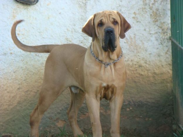 Fila Brasileiro