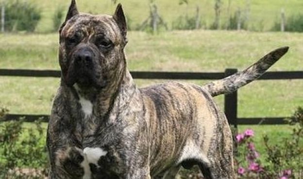 Perro de Presa Canario