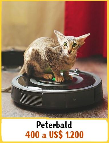 Peterbald