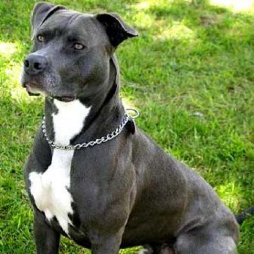 5ª - Pit Bull: