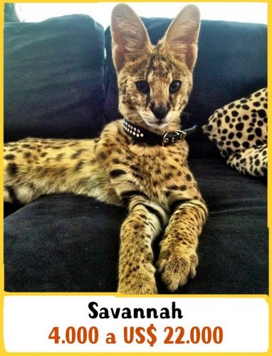 Savannah