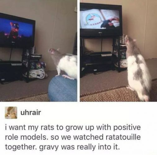 Ratatouille é seu filme predileto