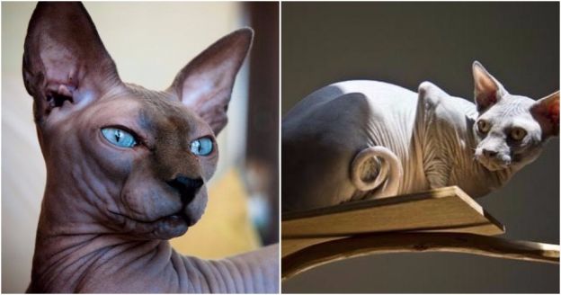 Sphynx