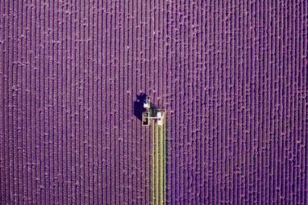 Campos de lavanda em Provence, França