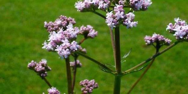 Valeriana officinalis