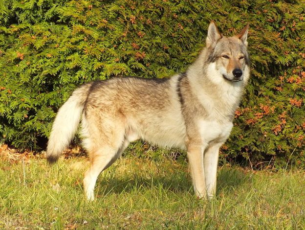 Wolfdog